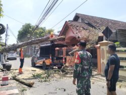 Babinsa Karangtengah, Sigap Bantu Evakuasi Rumah Warga Tertimpa Pohon Tumbang Akibat Angin Kencang
