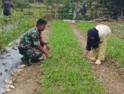 Bintara Pembina Desa. Koramil 04/Sarolangun Kodim 0420 melaksanakan pendampingan pertanian dengan membantu petani