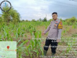 ‎Bhabinkamtibmas Polsek Gunungkencana Polres Lebak Cek Pertumbuhan Jagung Hibrida di Kampung Karoya.