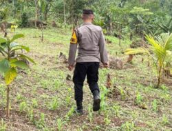 ‎Bhabinkamtibmas Polsek Gunungkencana Monitoring Pertumbuhan Jagung Hibrida di Kampun Cepak Pari.