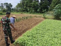 Babinsa Koramil 420-04/Sarolangun Serda M. Idrus melakukan pendampingan kepada petani di Desa Penarun Kecamatan Bathin VIII Kabupaten Sarolangun