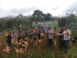 Dukung Program Nasional, Polsek Pelawan Singkut Panen Jagung 1 Ton di Desa Pasar Singkut