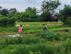 Koramil 420-04/Sarolangun bantu petani memanen bayam di lahan kurang lebih 0,4 ha milik Ibu Nila di Desa Tinting