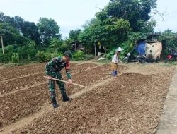 Babinsa Koramil 420-04/ Sarolangun Dampingi Petani Megolah Lahan Tanaman Bayam
