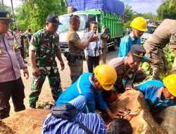 Akses Jalan Terhalang Pohon Besar Tumbang, Babinsa dan Polri Sigap Buka Akses Lintas Jambi–Sarolangun