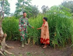 Babinsa Koramil 04/Sarolangun Kodim 0420/Sarko Lakukan Pendampingan Pengolahan Lahan, pembibitan, penanaman dan perawatan hingga Panen
