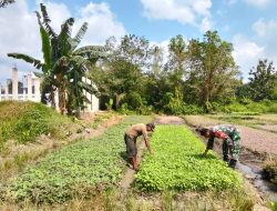 Babinsa Turun Kelapangan Bantu Petani Merawat Tanaman Bayam