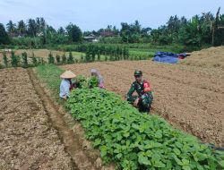 Dukung Program Pemerintah Babinsa Dampingi Petani Sayur Bayam di Desa Binaan