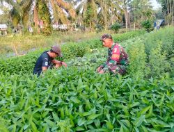 Babinsa Koramil 04/Sarolangun Dampingi Petani Sayur kangkung di Desa Binaan