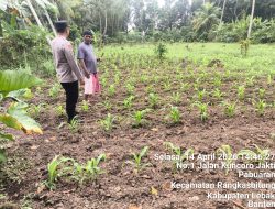 Bhabinkamtibmas Polsek Rangkasbitung Polres Lebak Cek Tanaman Jagung Hibrida