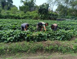 Babinsa Koramil 02/Bebesen Bantu Warga Rawat Tanaman Ubi Jalar Demi Tingkatkan Penghasilan