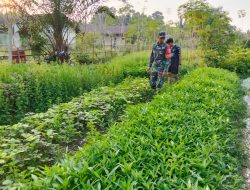 Dukung ketahanan pangan Babinsa Koramil 420-04/Sarolangun Kodim 0420/SARKO  melaksanakan pendampingan karya nyata pada petani