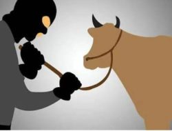 Oknum Kades Cenrana Baru Maros Dilaporkan ke Polisi, Diduga Terbitkan Surat Jalan untuk 4 Sapi Curian, LSM KIPFA Minta Ditindak Tegas