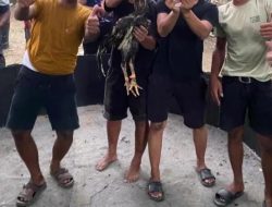 Diduga Kapolsek Pante Labu dapat setoran dari judi sabung ayam “Sis Bengkel & Heri”,Diminta Kepada Kapolres dan Kapolda tangkap dan Copot Kapolsek Pante labu