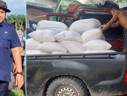 Pemkab Merangin Mulai Jual Produksi Jagungnya ke Bulog