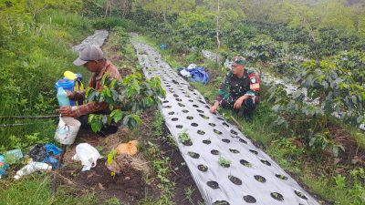 Babinsa Koramil 06/Jagong Jeget Dampingi Warga Paya Tungel Wujudkan Ketahanan Pangan di Aceh Tengah