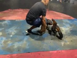 Kapolsek Kutalimbaru Diduga Terima Setoran, Kapolda Sumut Diminta Bertindak