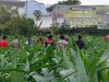 Kapolres Aceh Tengah Tinjau Perkembangan Tanaman Jagung Program Ketahanan Pangan