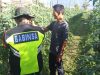 Babinsa Koramil 05/Linge Dampingi Petani Tomat di Desa Kute Keramil, Wujud Nyata Ketahanan Pangan Nasional