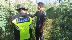 Babinsa Koramil 05/Linge Dampingi Petani Tomat di Desa Kute Keramil, Wujud Nyata Ketahanan Pangan Nasional