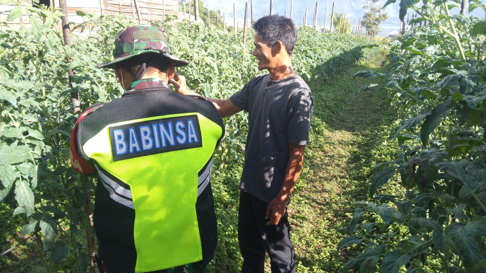 Babinsa Koramil 05/Linge Dampingi Petani Tomat di Desa Kute Keramil, Wujud Nyata Ketahanan Pangan Nasional