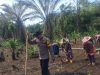 Sinergi bersama Kelompok Tani Polsek Cijaku Polres Lebak Tanam Jagung di Kwartal II Tahun 2026