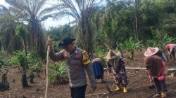 Sinergi bersama Kelompok Tani Polsek Cijaku Polres Lebak Tanam Jagung di Kwartal II Tahun 2026