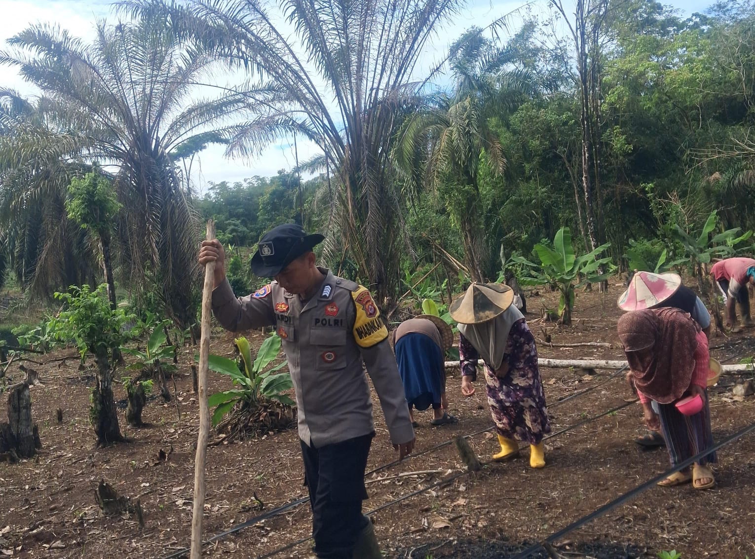 Sinergi bersama Kelompok Tani Polsek Cijaku Polres Lebak Tanam Jagung di Kwartal II Tahun 2026
