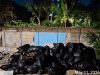 Warga Pertanyakan Koordinasi Pengurusan Lingkungan Tentang Sampah Menumpuk Hampir Sebulan Di Kelurahan Cengkareng Barat