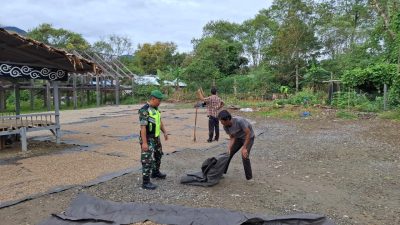 Babinsa Koramil 04/Bintang Bantu Warga Jemur Kopi di Desa Dedamar