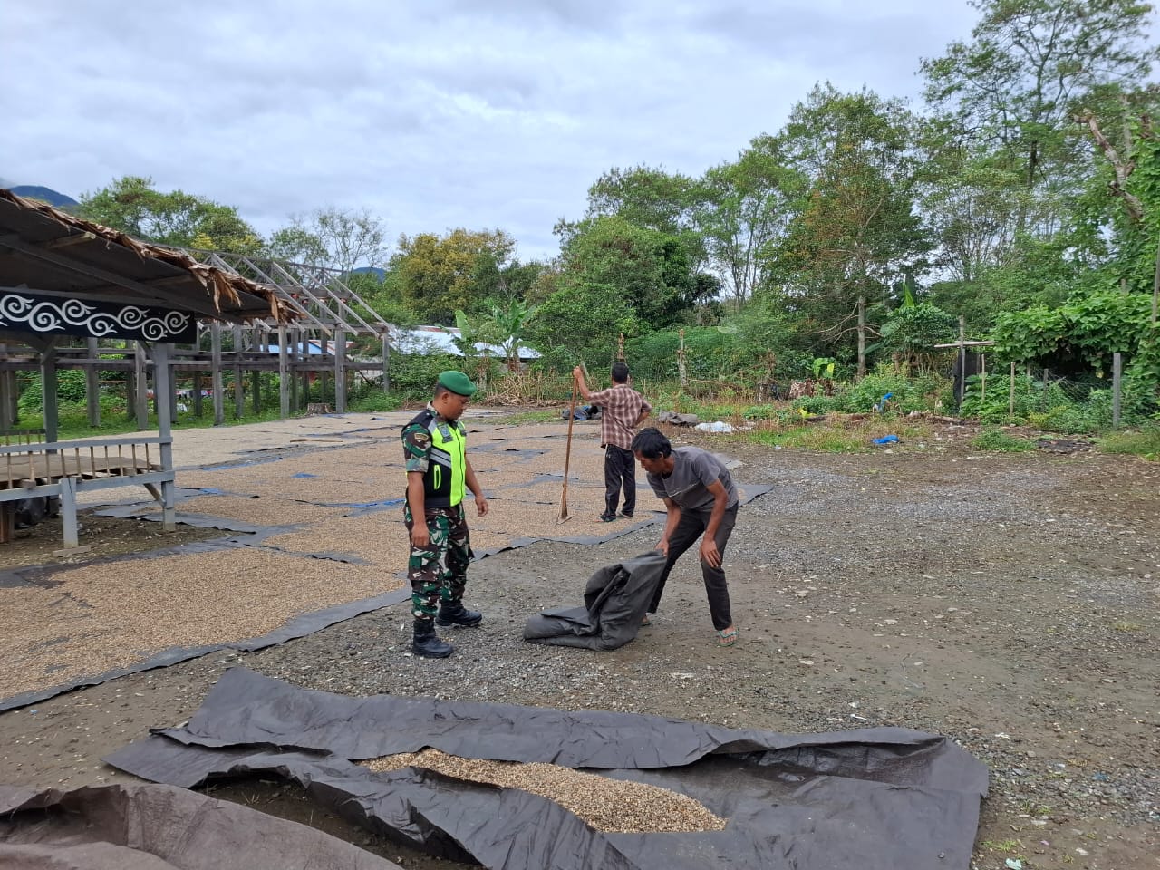 Babinsa Koramil 04/Bintang Bantu Warga Jemur Kopi di Desa Dedamar